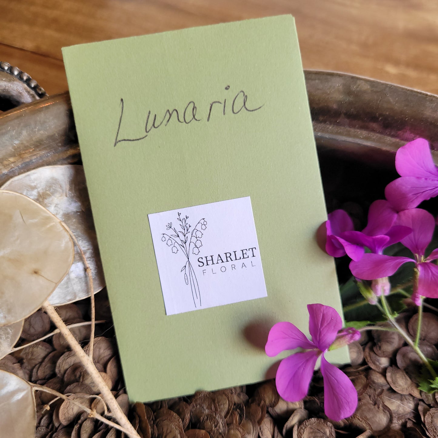 lunaria seeds to grow